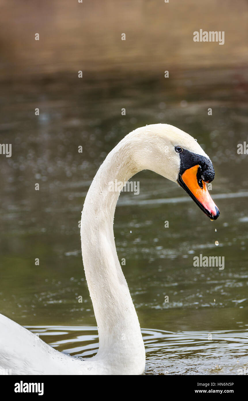 Swan-Kopf und Hals schmutzig braun See mit Wassertropfen Stockfoto