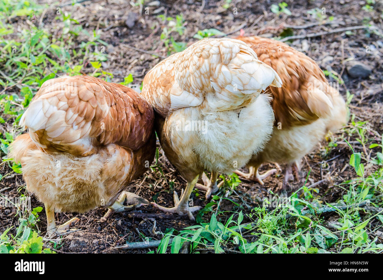 Drei Hühner bäumt von hinten in den Boden graben und Essen Stockfoto