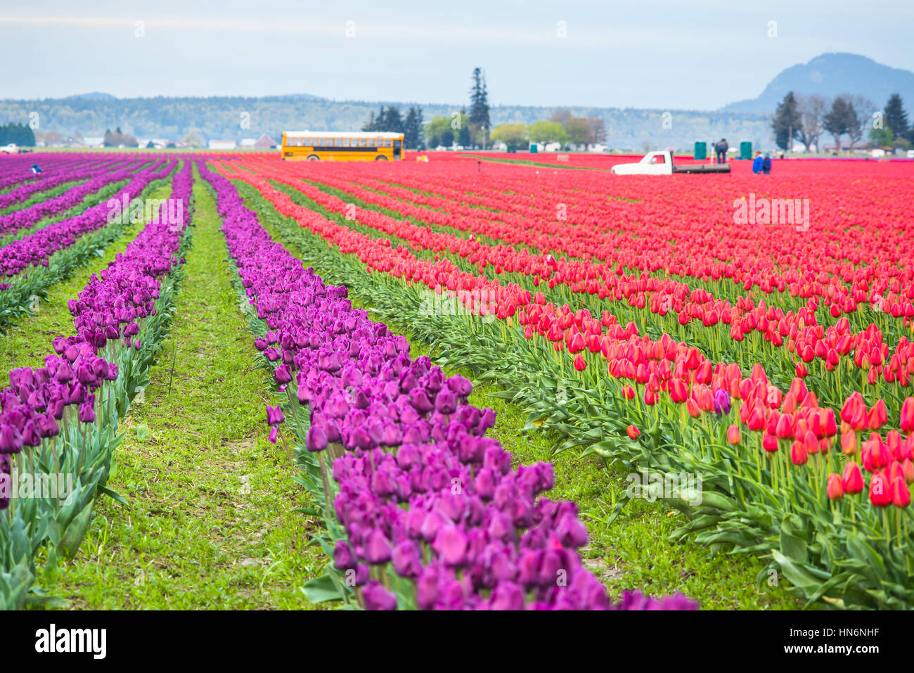 Mt Vernon, USA - 6. April 2016: Reihen von rot und lila Tulpen Feld mit Schulbus und arbeitenden Menschen Stockfoto