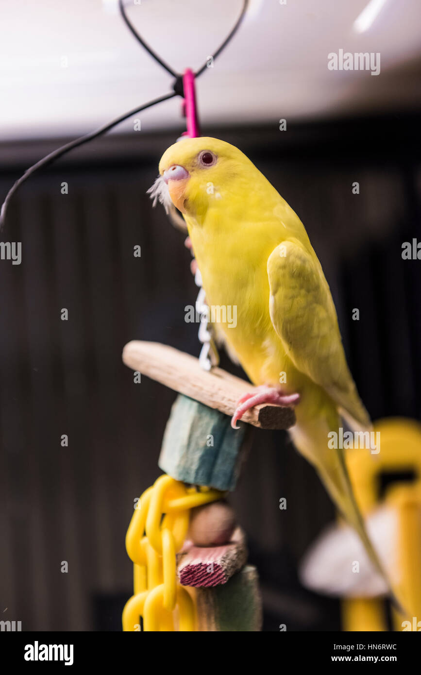 Gelber Sittich thront auf Holzbrett im Vogelkäfig Stockfoto