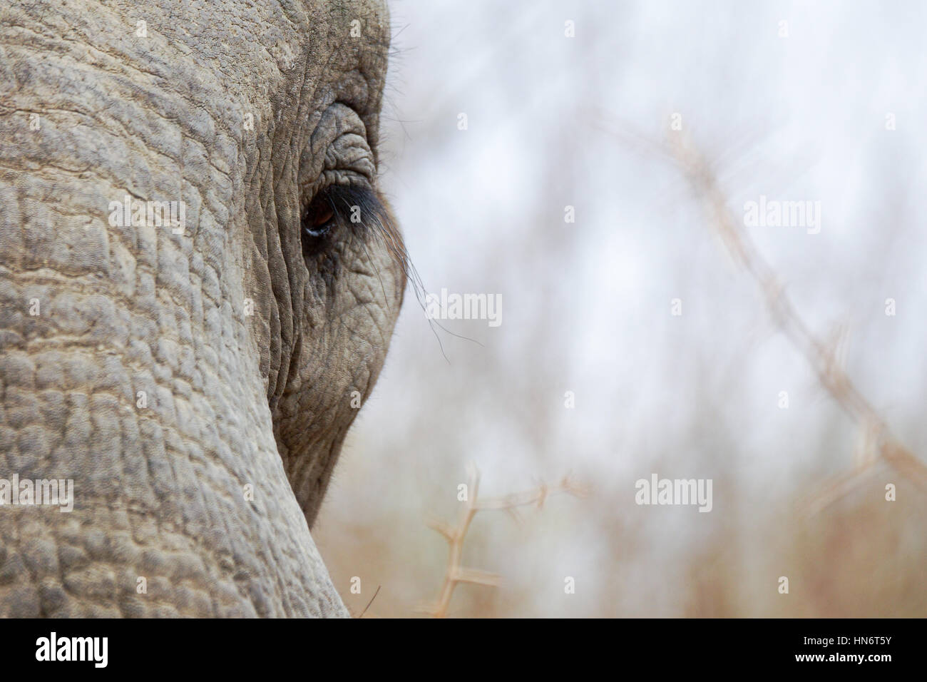 Elephant Eye Stockfoto