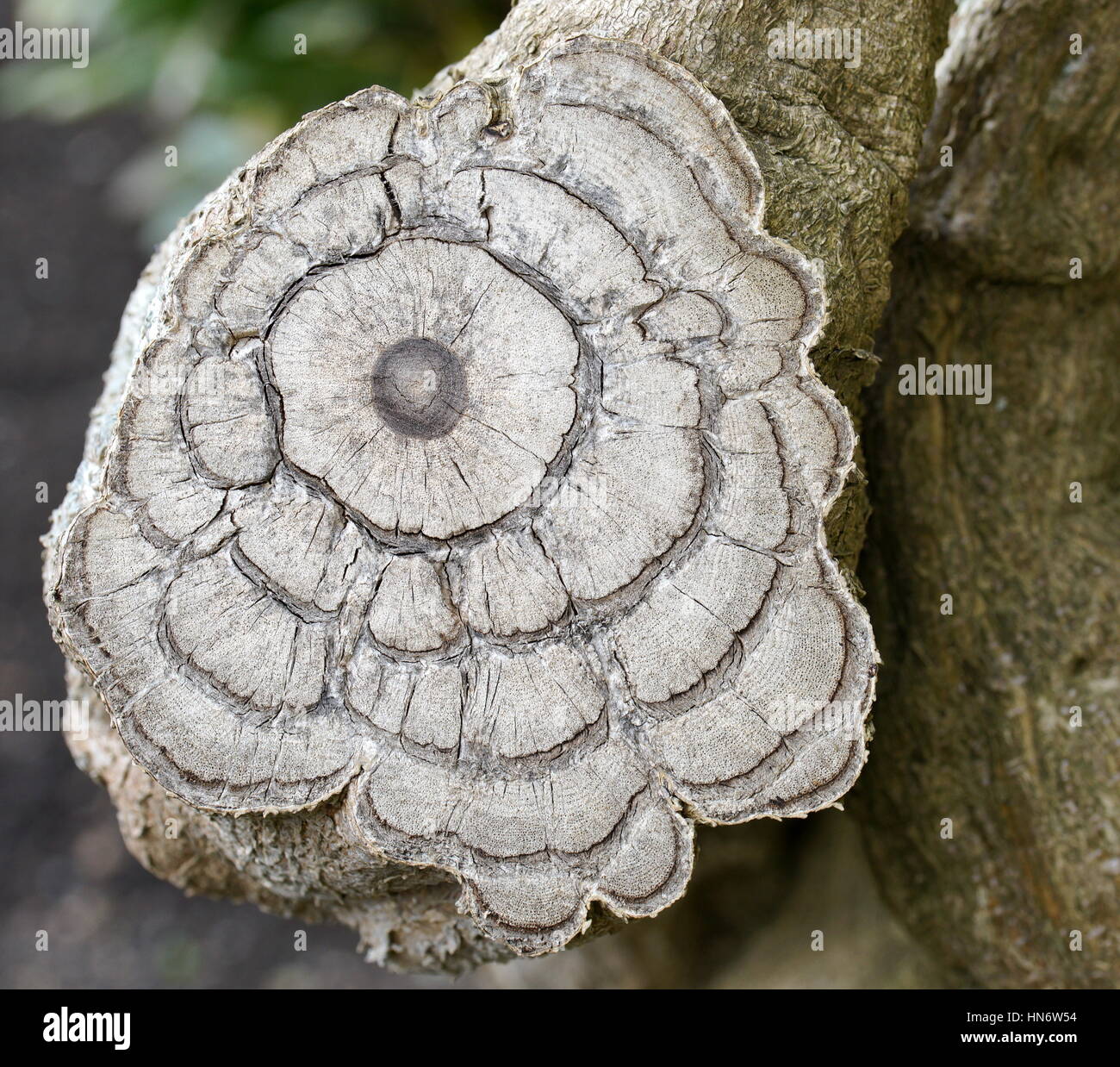 Jahrringe Stockfoto