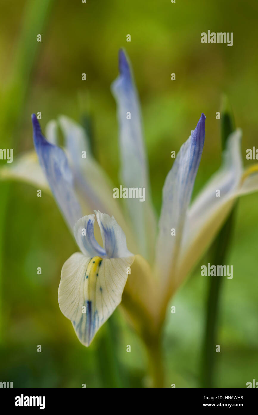 Iris Reticulata 'Painted Lady' Zwerg Blume Frühling mehrjährige Februar blühen Blüte Grenze Gartenpflanze Nahaufnahme Closeup blass blauen selektiven Fokus Stockfoto