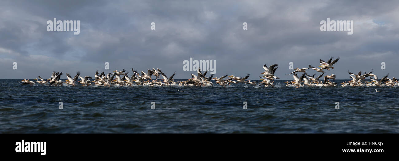 steigenden Schwarm rosa Pelikane Stockfoto