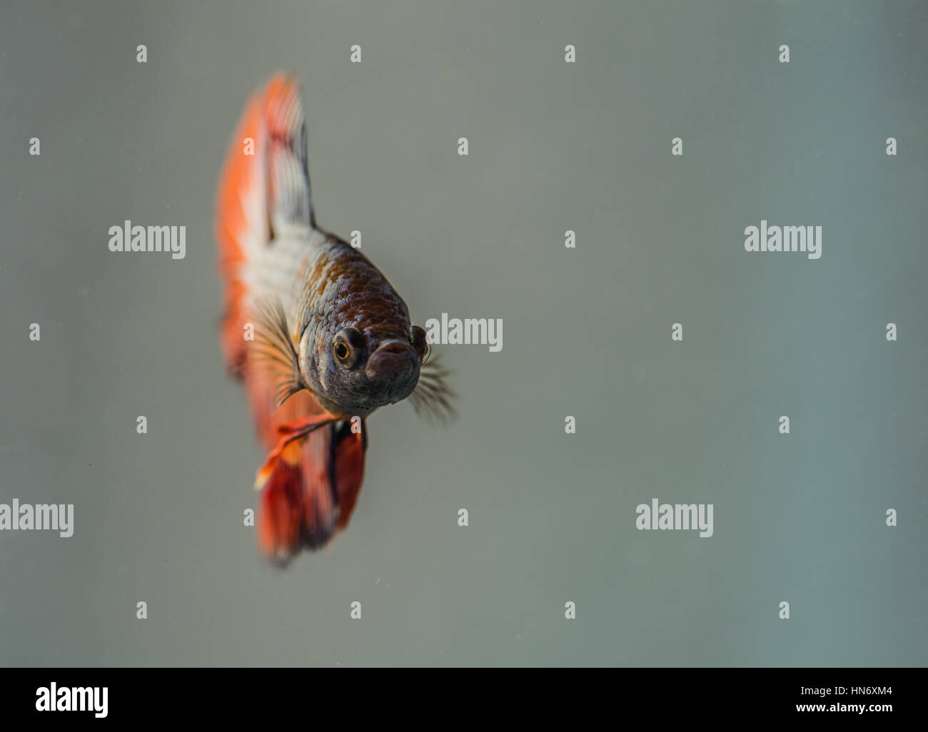 Betta Splendens (siamesische Kampffische) männlich. Stockfoto