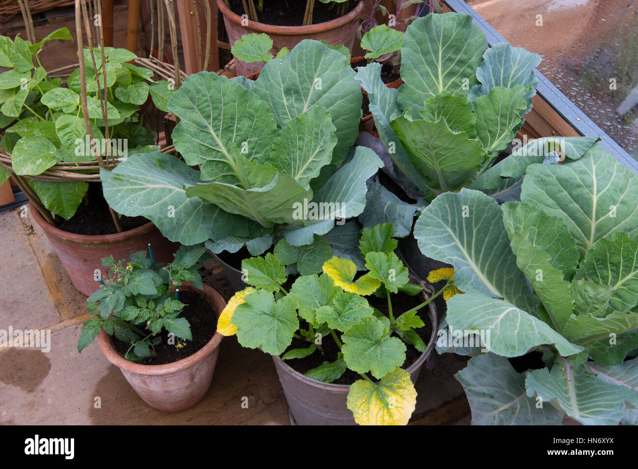 Weißkohl und Zucchini in Container gepflanzt Stockfoto