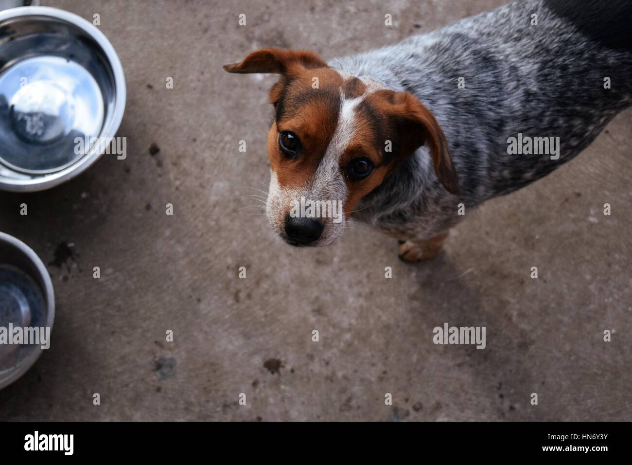 Blue Heeler Beagle Mix Stockfotografie Alamy