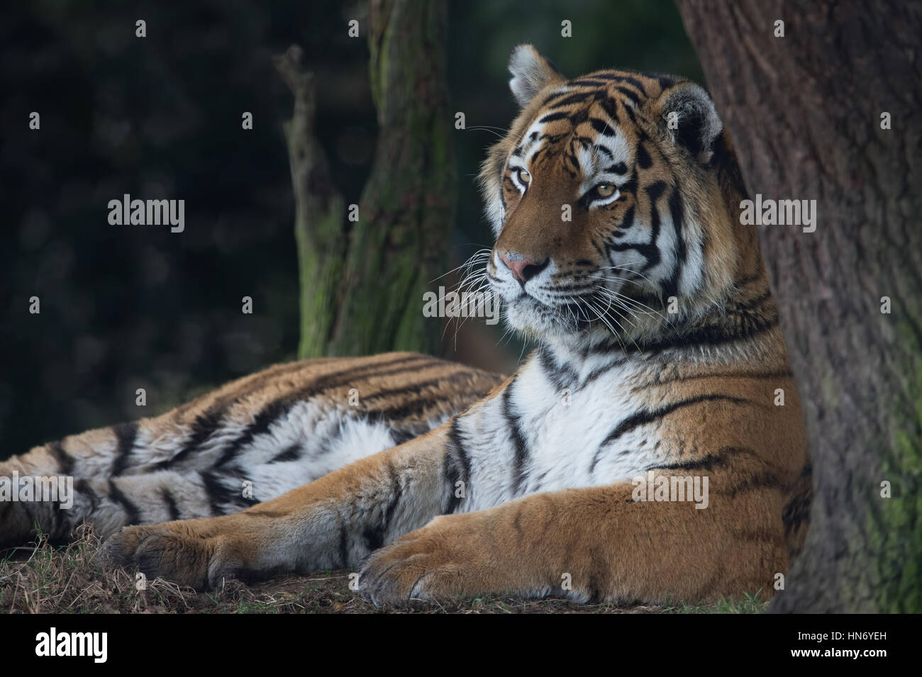 Sibirischer Tiger (Panthera Tigris Altaica) Stockfoto