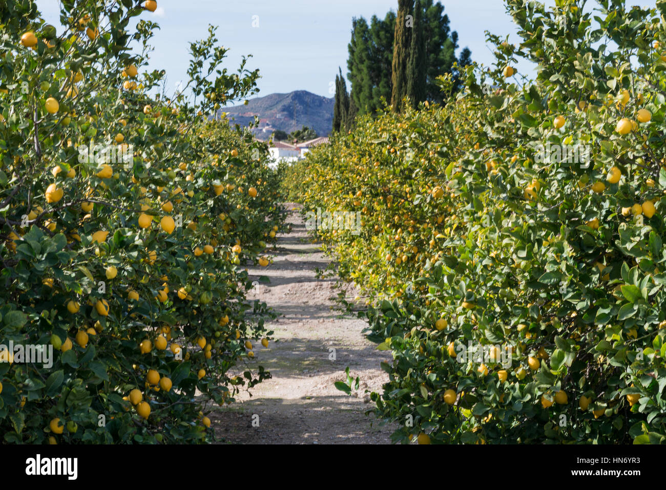 Zitronenbäume voller Früchte in eines Zitronenhains mit gepflegten im Hintergrund Stockfoto