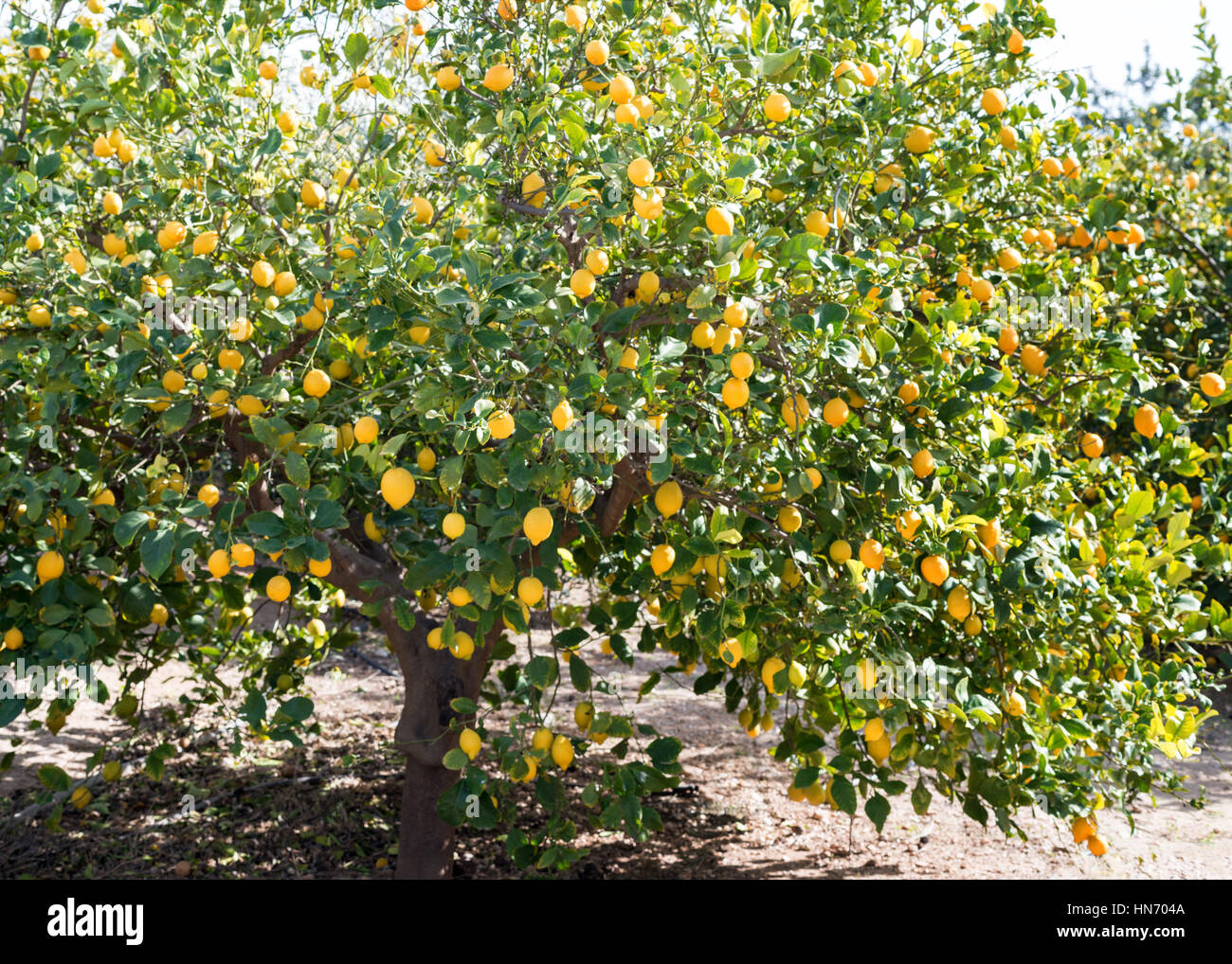 Einzigen Baum voller Reife Zitronen aus einem Obstgarten in Südeuropa Stockfoto