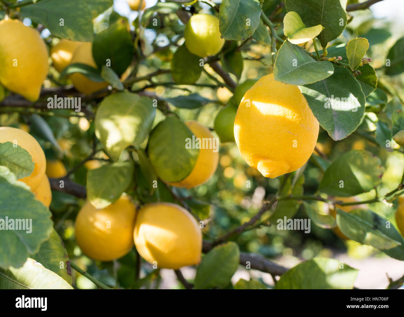 Nahaufnahme von Zitronen hängen von einem Baum in einem Zitronenhain Stockfoto