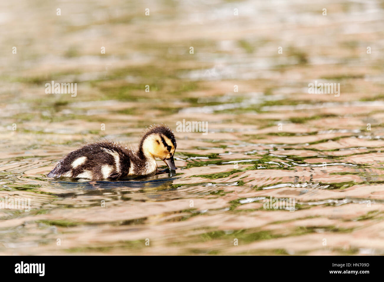 Junge Stockente Entenküken Reinigung und beschneiden Sie Wasser aus ihren Federn Stockfoto