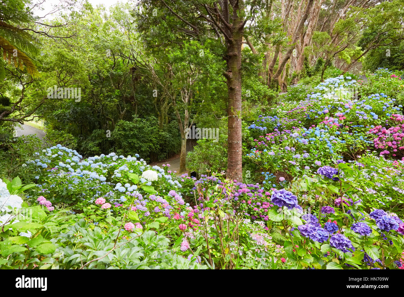 Hydrangea Hortensia, botanischen Gärten; Wellington; Neuseeland Stockfoto