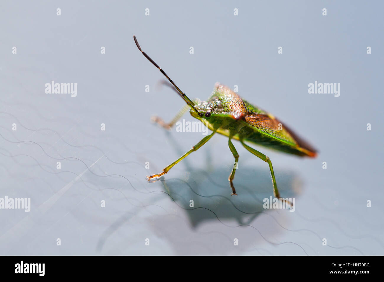 Eine Nahaufnahme Makro Sho OfA grünen Schild Wanze Insekt ließ sich auf eine Auto-Windschutzscheibe Stockfoto