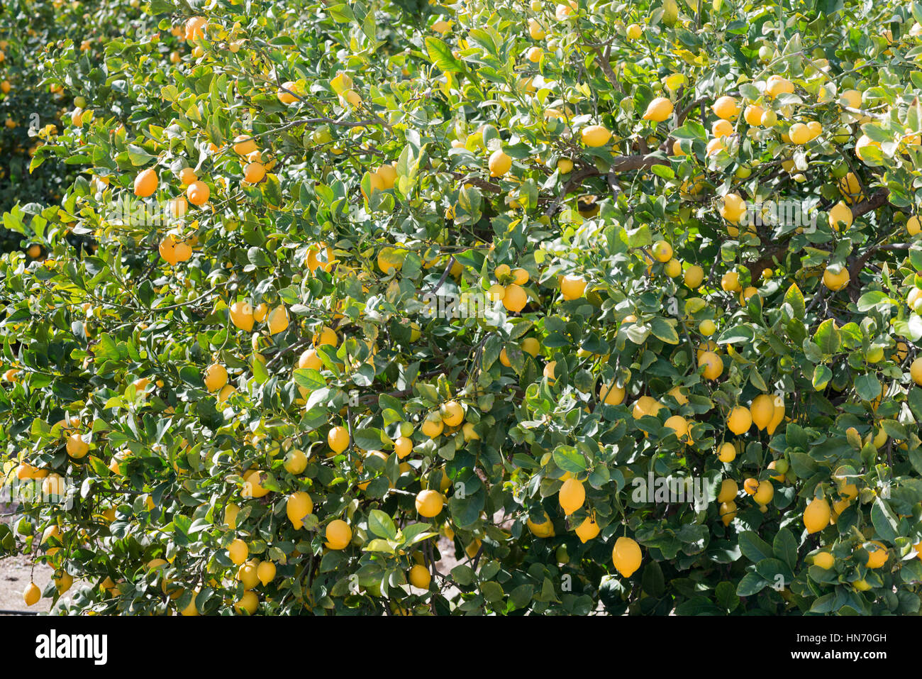Bäume voller reifer Zitronen aus einem Obstgarten in Südeuropa Stockfoto