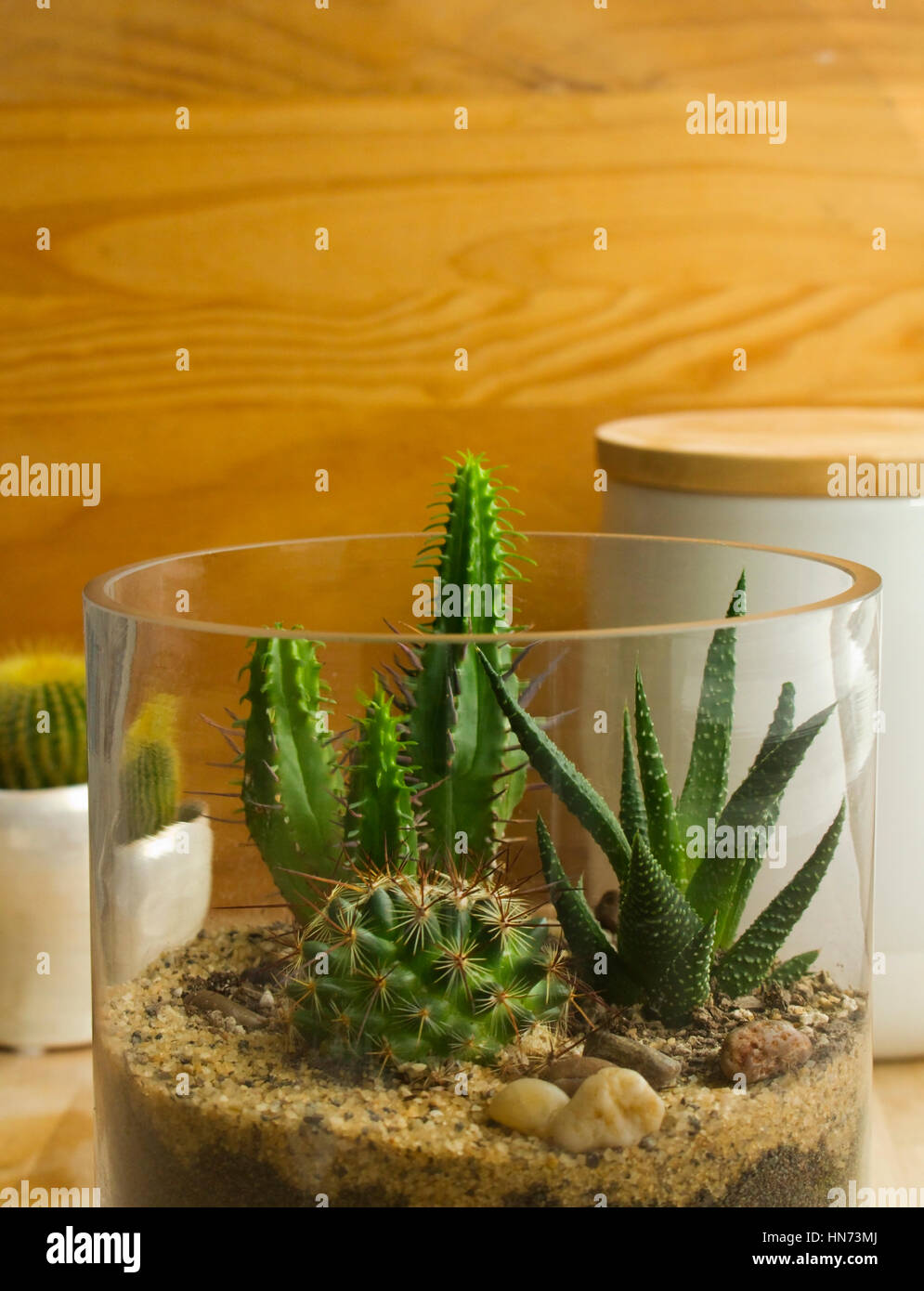 Terrarium plants glass Fotos und Bildmaterial in hoher Auflösung Alamy
