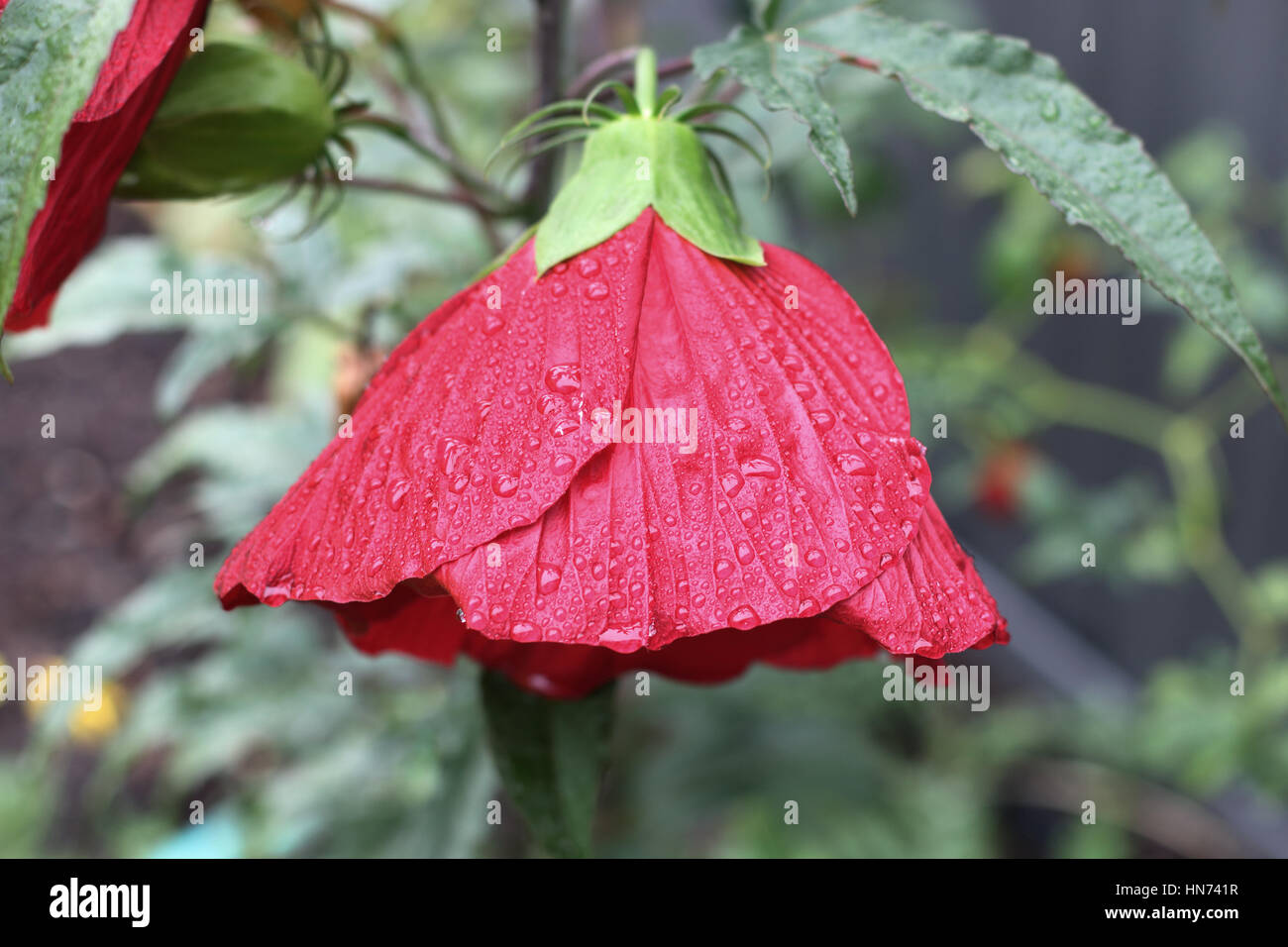 Hibiscus Moscheutos oder bekannt als Mitternacht Marvel Hibiskusblüte in Wassertropfen nach regen bedeckt Stockfoto