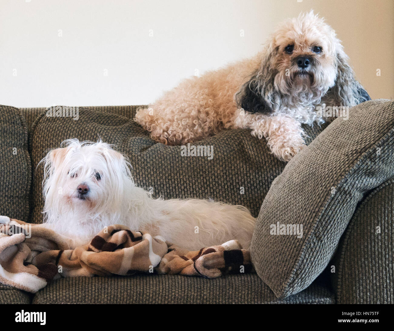 7. Februar 2017: Hunde. (Brent Clark/ThisWeek News) Stockfoto