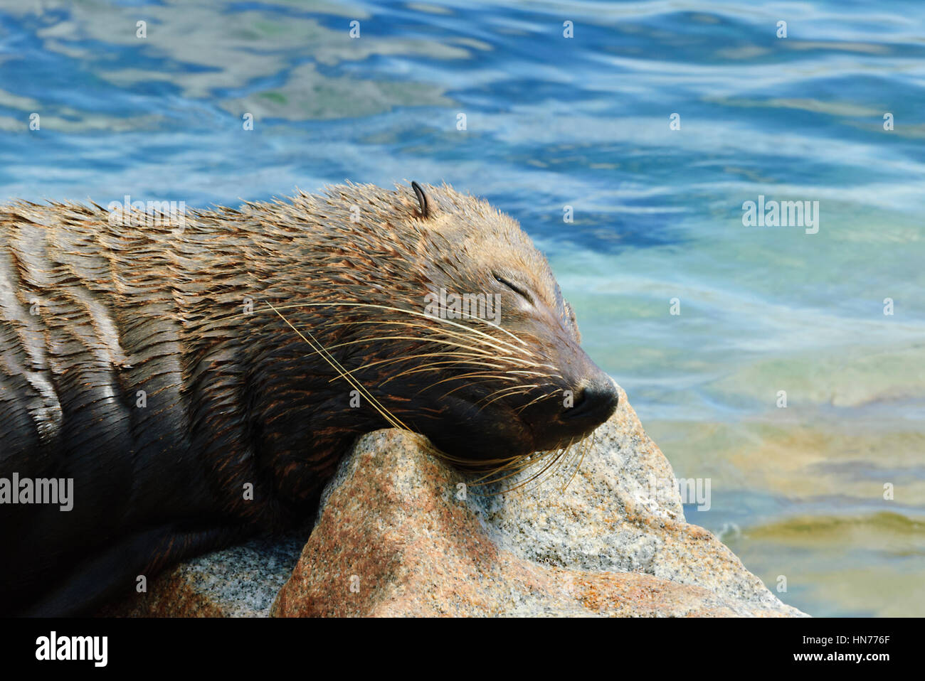 Australischer Seebär (Arctocephalus percivali Doriferus), Narooma, Sapphire Coast, New-South.Wales, NSW, Australien Stockfoto