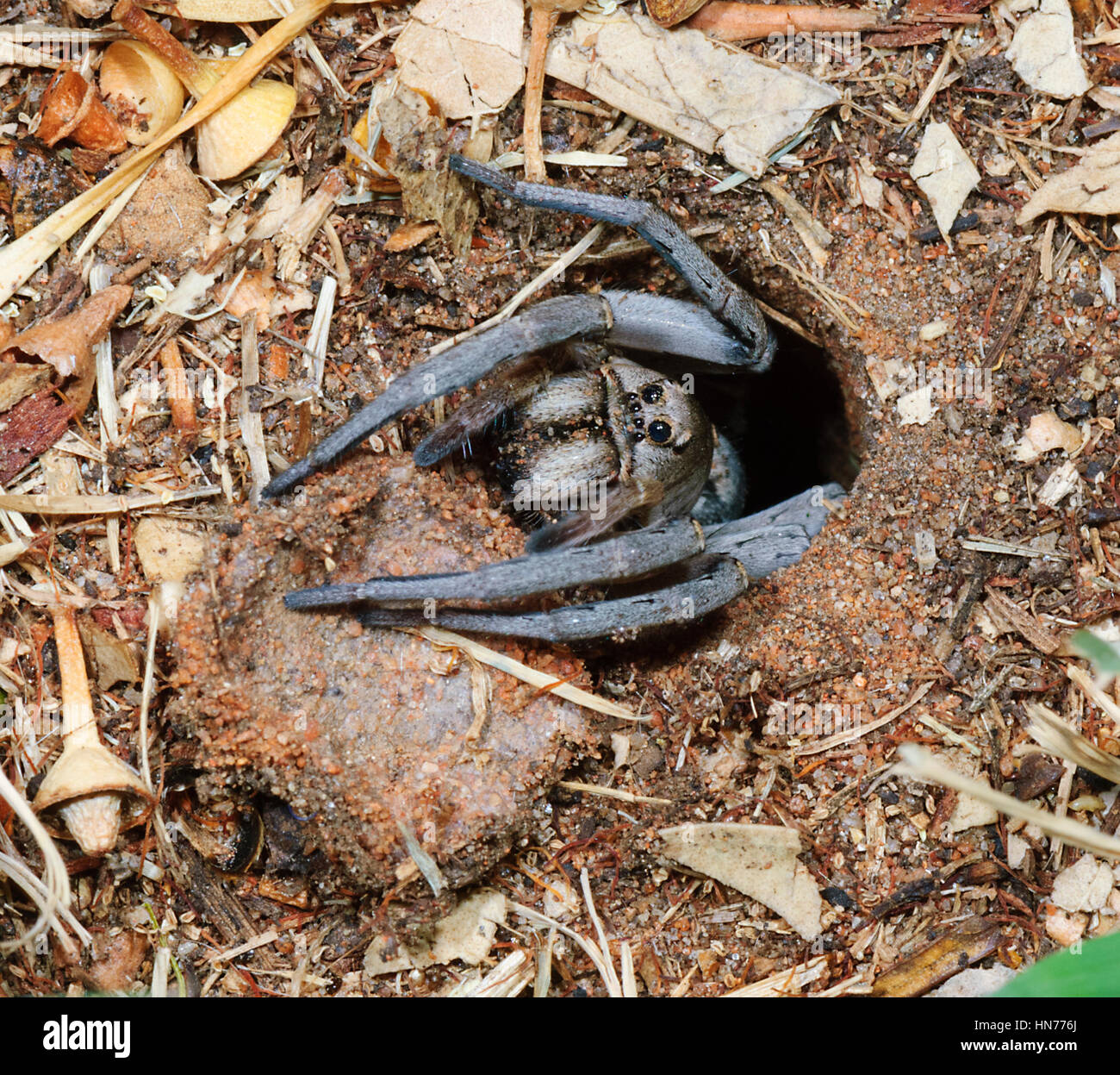 Wolf Spider (Tasmanicosa sp, ehemalige Lycosa SP.) am Eingang des seiner Burrow und bereit, es mit seinen Deckel, Mildura, New South Wales, Australien schließen Stockfoto