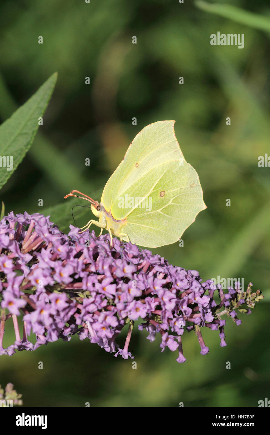 Zitronenfalter Gonepteryx Rhamni männlichen Fütterung auf Sommerflieder fotografiert in UK Stockfoto