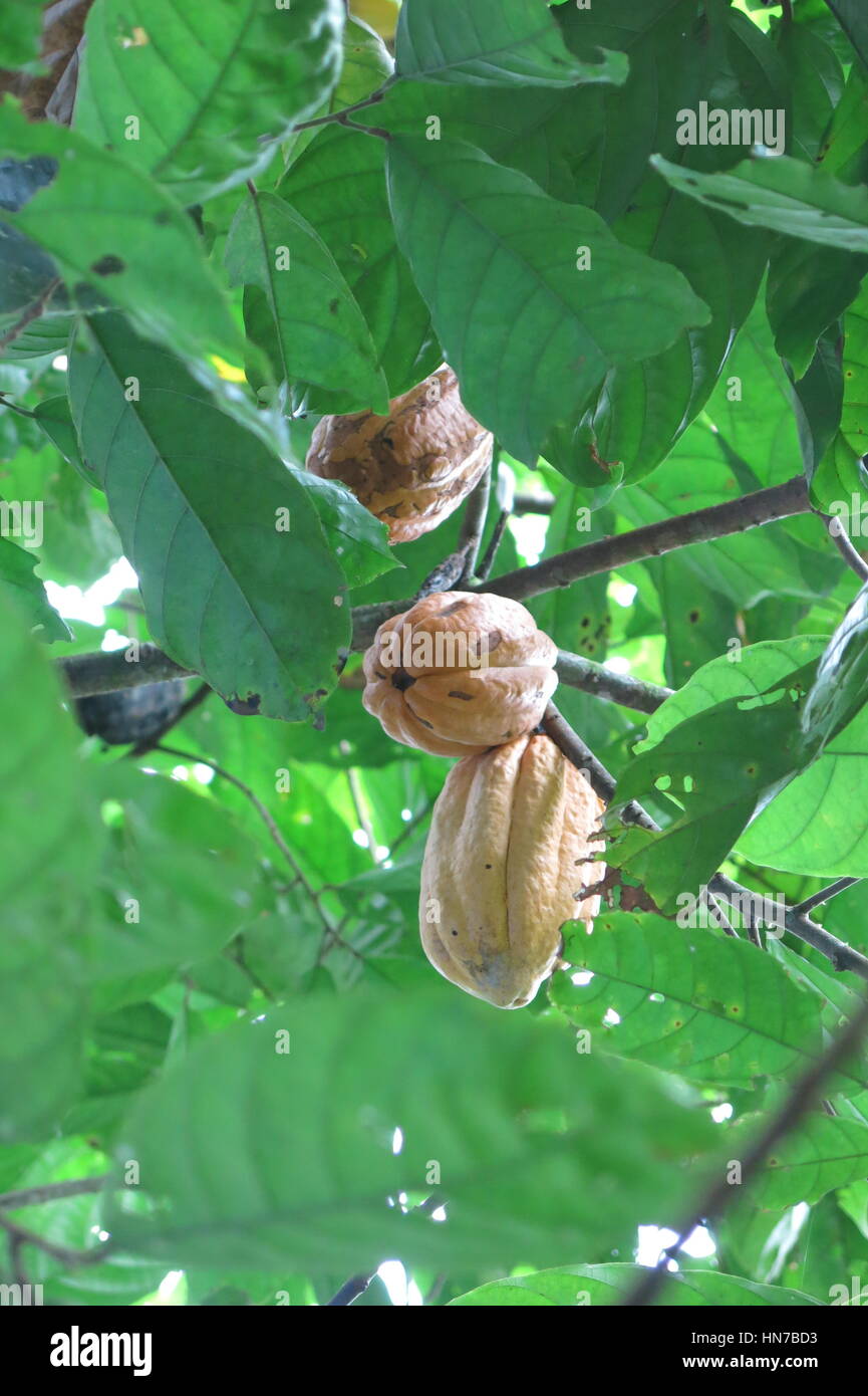 Kakaobaum (Theobroma Cacao). Amazonas-Regenwald im Madidi Nationalpark Madidi Nationalpark, Bolivien von Rurrenabaque erreichbar Wenn Sie th überqueren Stockfoto