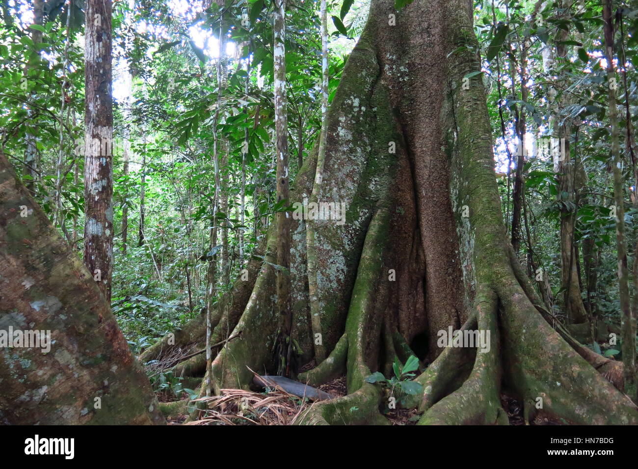 Stamm eines majestätischen Ceiba. Amazon Wald im Nationalpark Madidi, Bolivien. Nationalpark Madidi kann von Rurrenabaque erreicht werden, wenn Sie die Stockfoto