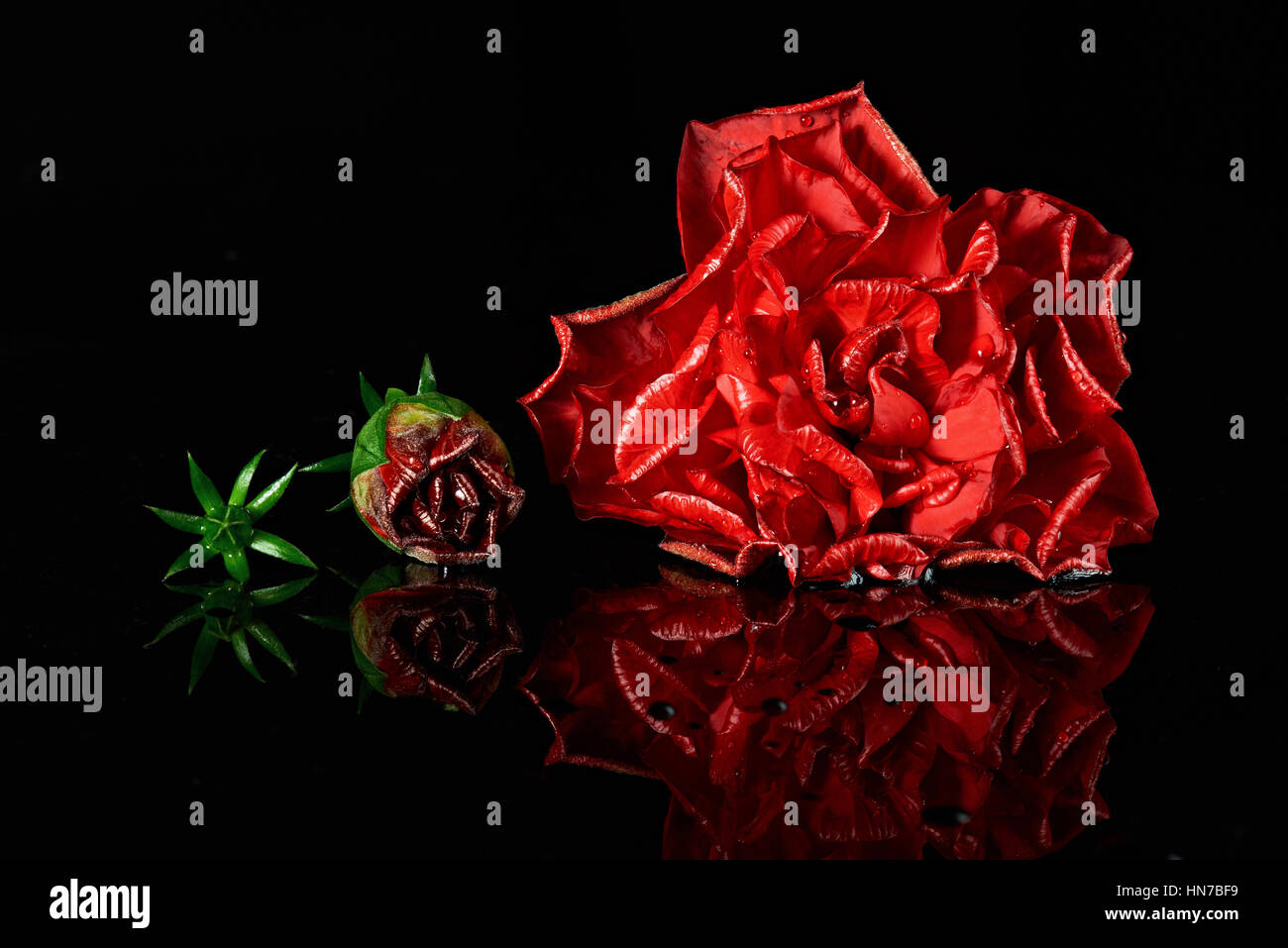 rote rose verschiedene Wachstumsphase des Lebens isoliert auf schwarz Stockfoto