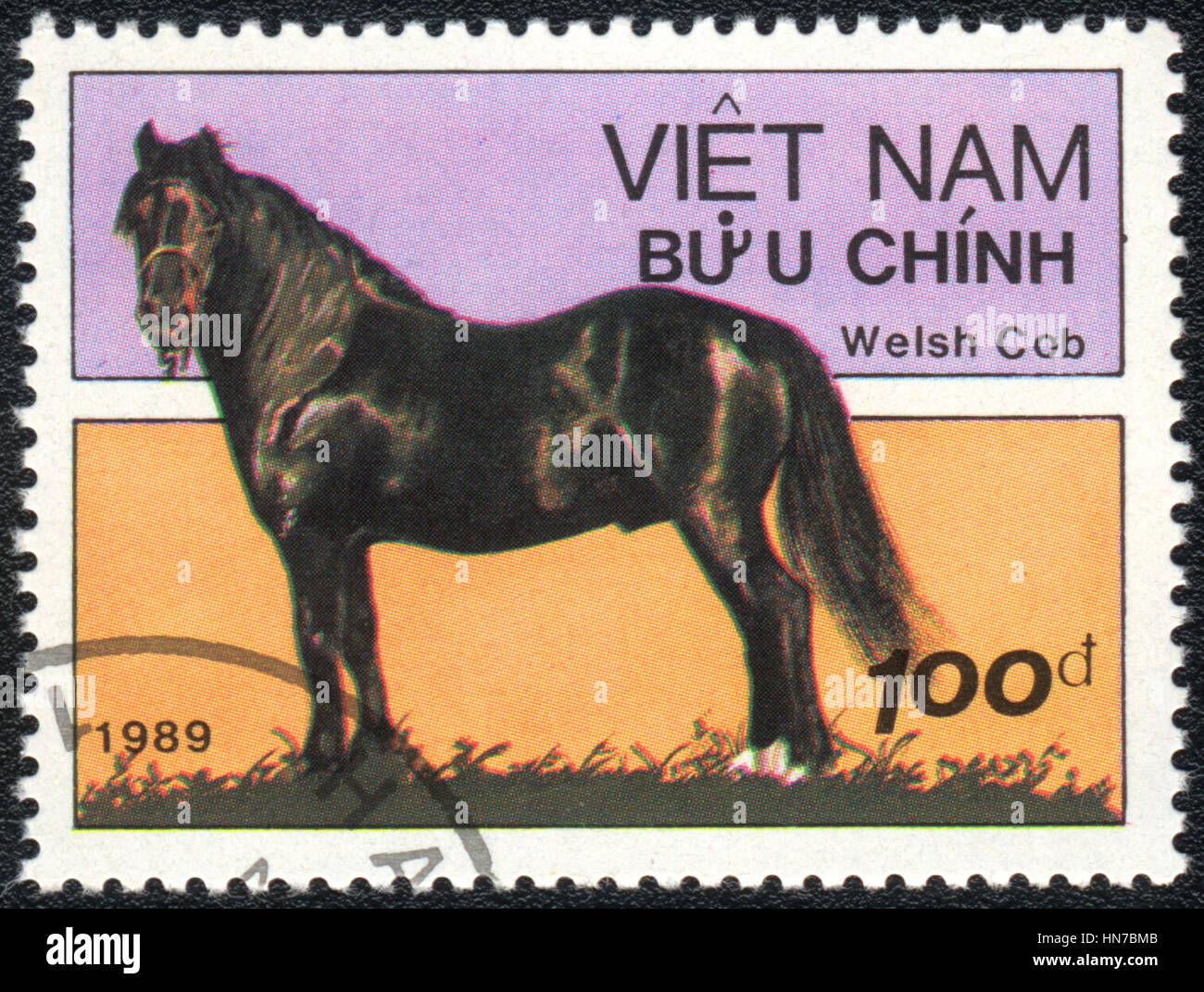 Eine Briefmarke gedruckt in Vietnam zeigt eine Welsh Cob Pferd, Pferd Rasse Serie, circa 1989 Stockfoto