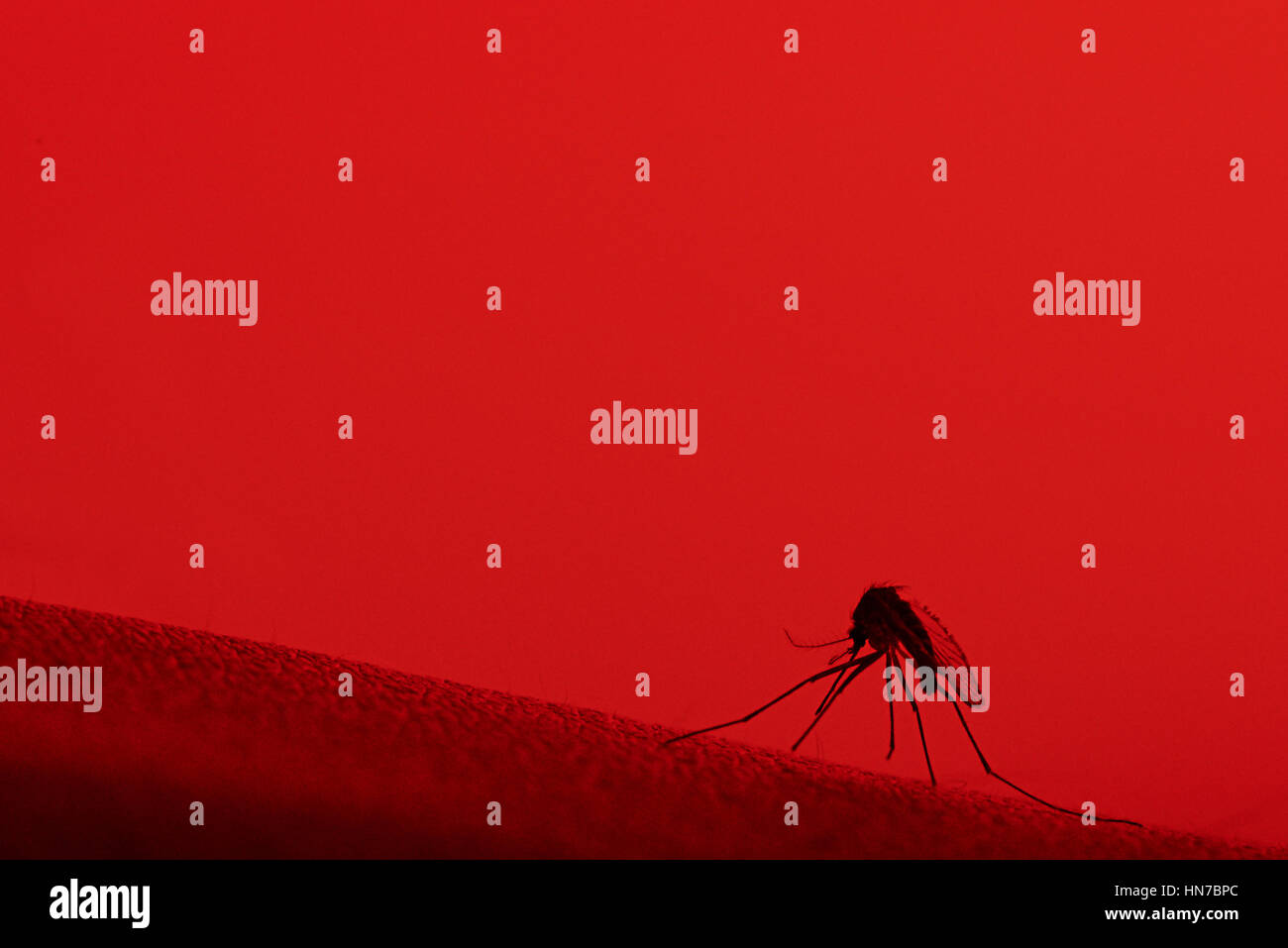 Nahaufnahme von eine Mücke sitzt auf rote Haut Stockfoto