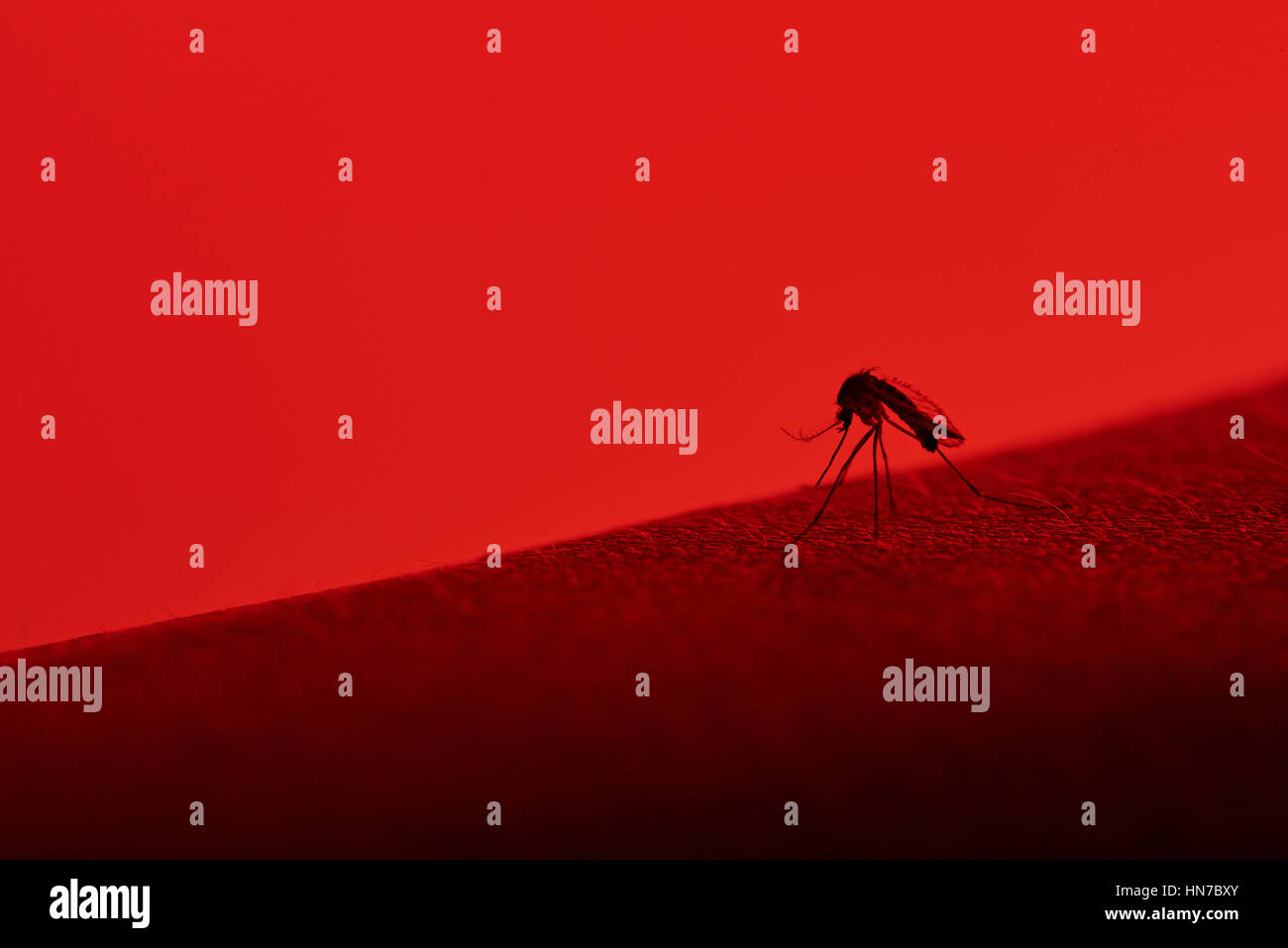Makroaufnahme einer Mücke saugen Blut isoliert auf rot Stockfoto