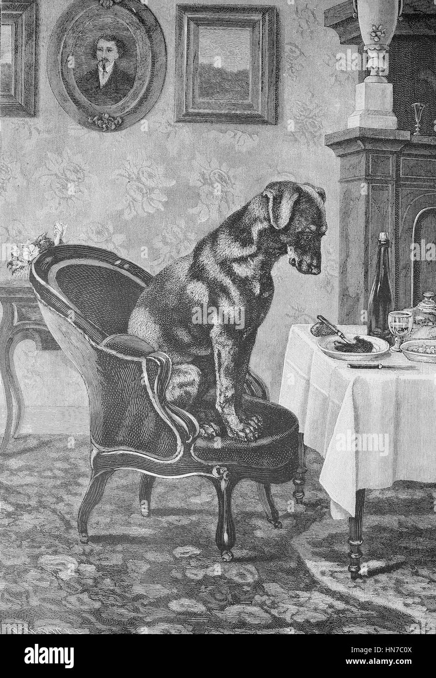 Hund auf einen Stuhl am Tisch sitzen verzweifelt auf der Suche bei einer vollen Platte, Hund sitzt auf einem Stuhl am Tisch und schaut begehrlich in einen vollen Teller, Holzschnitt von 1885, digital verbessert Stockfoto