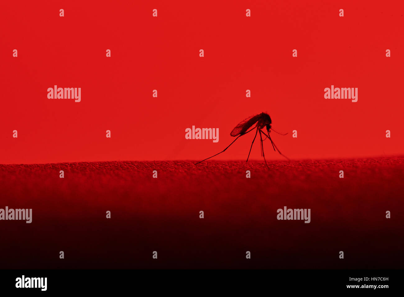 eine Mücke Sit auf rotem Grund Haut isoliert Stockfoto