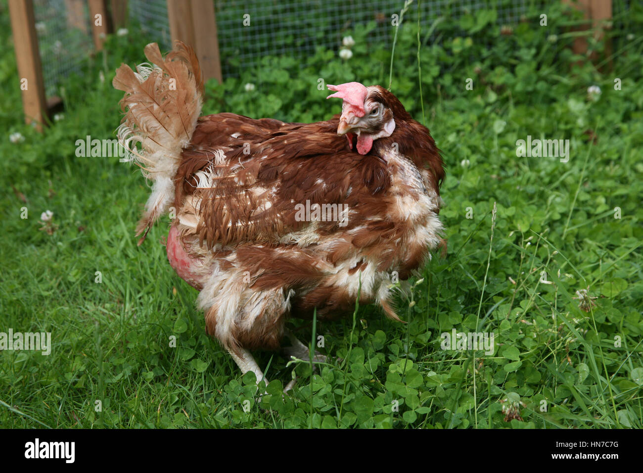 Ex-Legebatterien Stockfoto