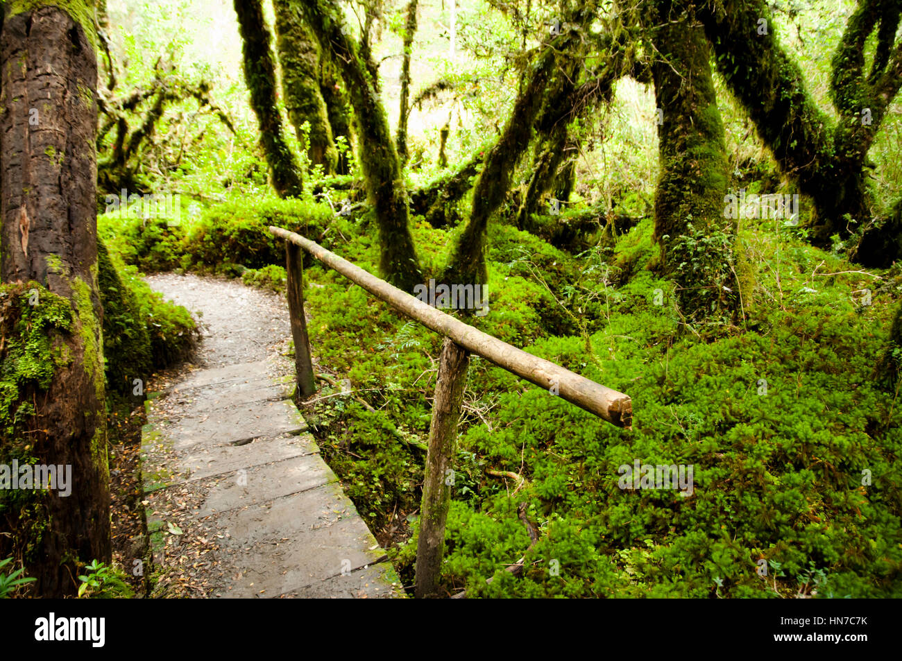 Zauberwald - Queulat Nationalpark - Chile Stockfoto