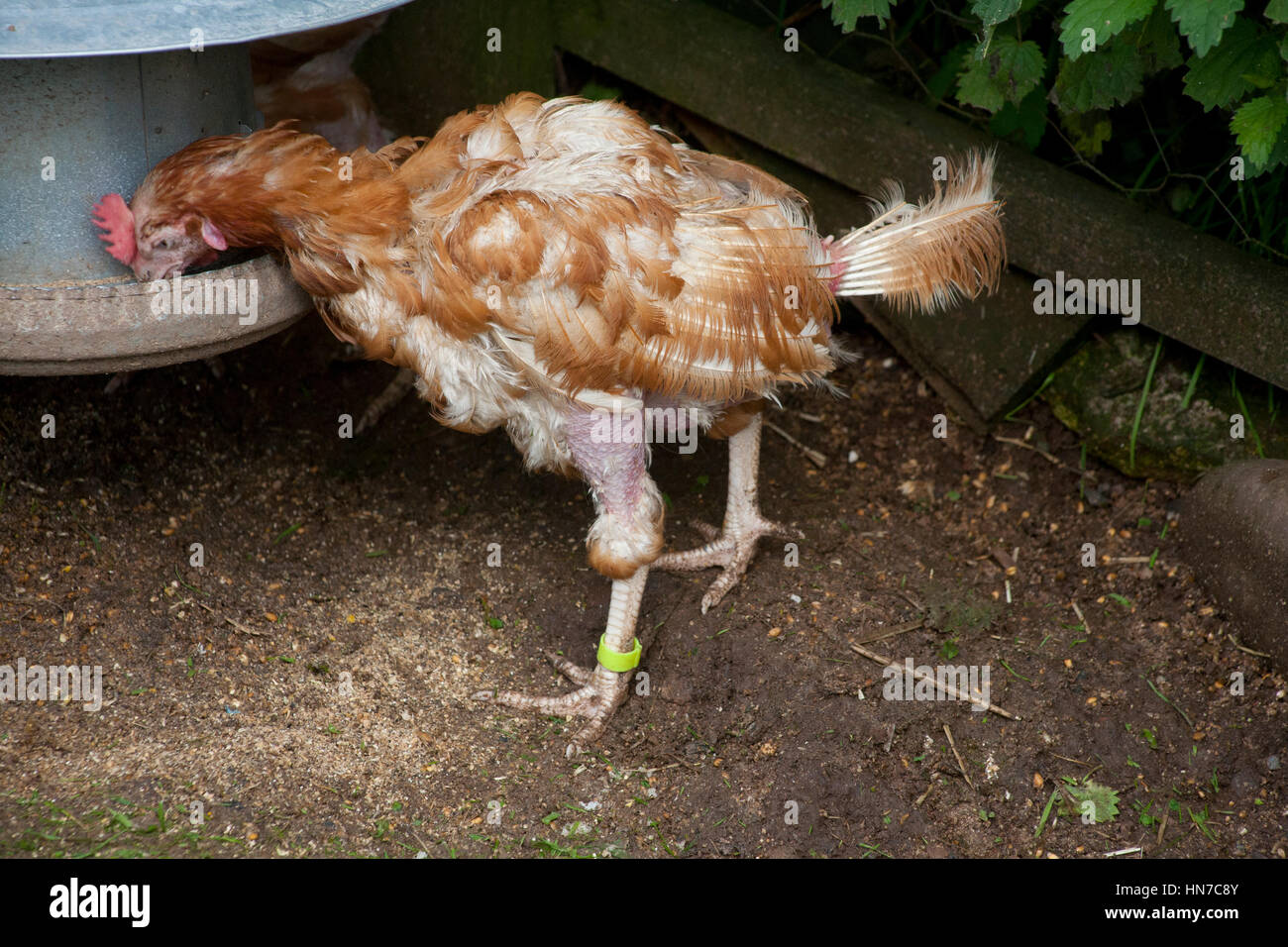 Ex-Legebatterien Stockfoto