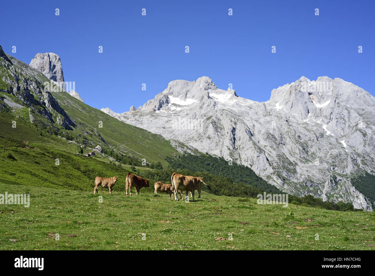 Naranjo De Bulnes Picu Urriellu Und Neveron De Urriellu Picos De naranjo-de-bulnes-picu-urriellu-und-neveron-de-urriellu-picos-de
