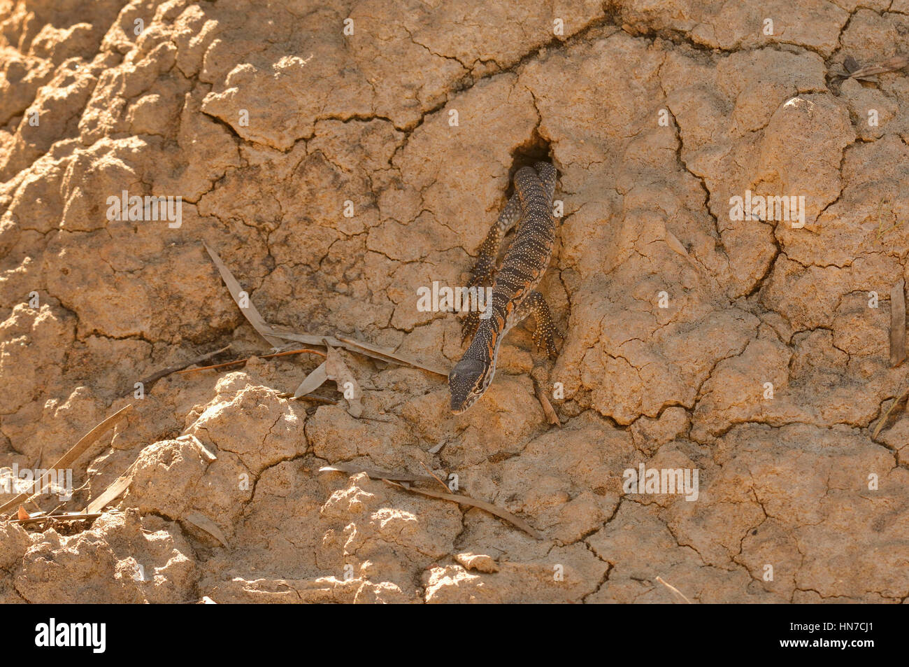 Rosenbergs Goanna Varanus Rosenbergi junge entstehende Nest in Termite Hügel anfällig fotografiert auf Kangaroo Island, South Australia Stockfoto