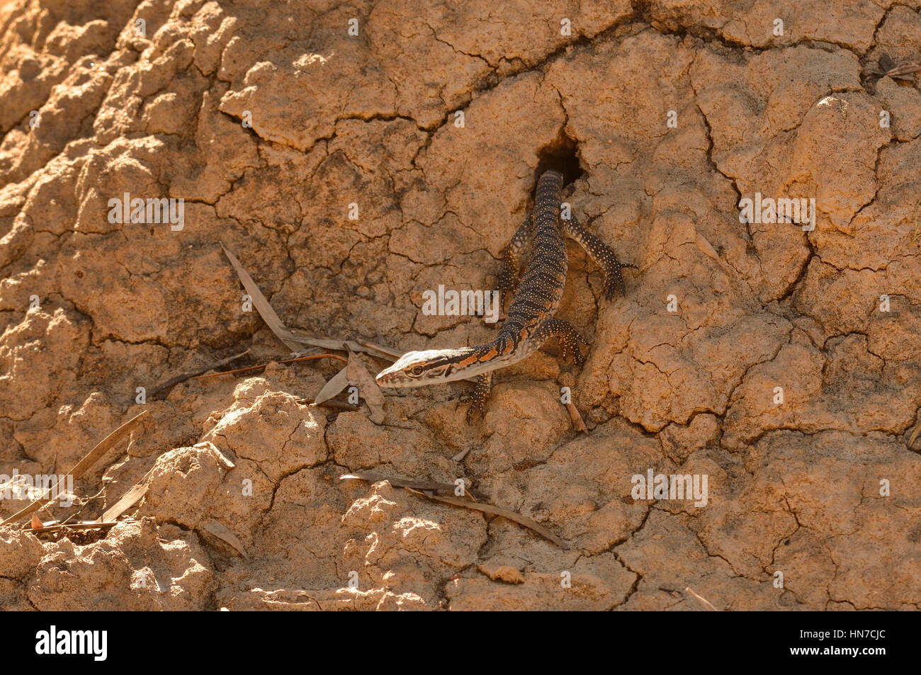 Rosenbergs Goanna Varanus Rosenbergi junge entstehende Nest in Termite Hügel anfällig fotografiert auf Kangaroo Island, South Australia Stockfoto