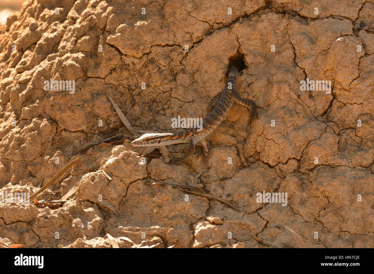 Rosenbergs Goanna Varanus Rosenbergi junge entstehende Nest in Termite Hügel anfällig fotografiert auf Kangaroo Island, South Australia Stockfoto