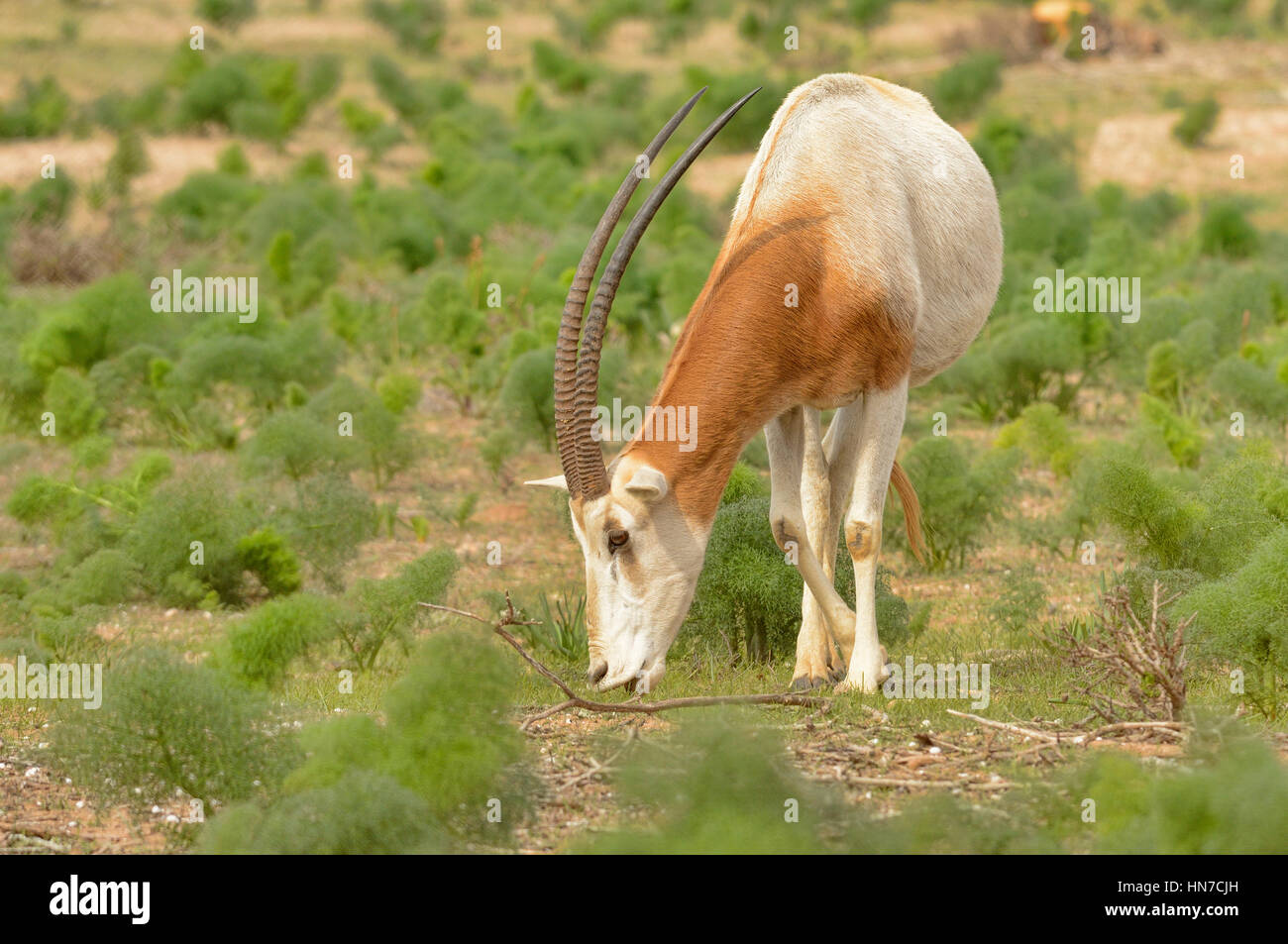Scimitar-horned Oryx Oryx Dammah ausgestorben in der Wildnis statt dieser Tiere in riesigen natürlichen Gehegen in Souss-Massa-Nationalpark, Marokko Stockfoto