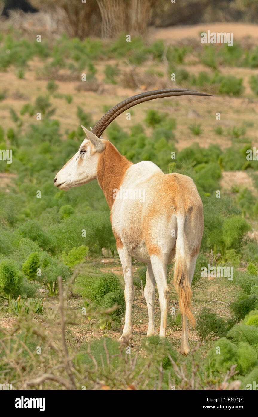 Scimitar-horned Oryx Oryx Dammah ausgestorben in der Wildnis statt dieser Tiere in riesigen natürlichen Gehegen in Souss-Massa-Nationalpark, Marokko Stockfoto