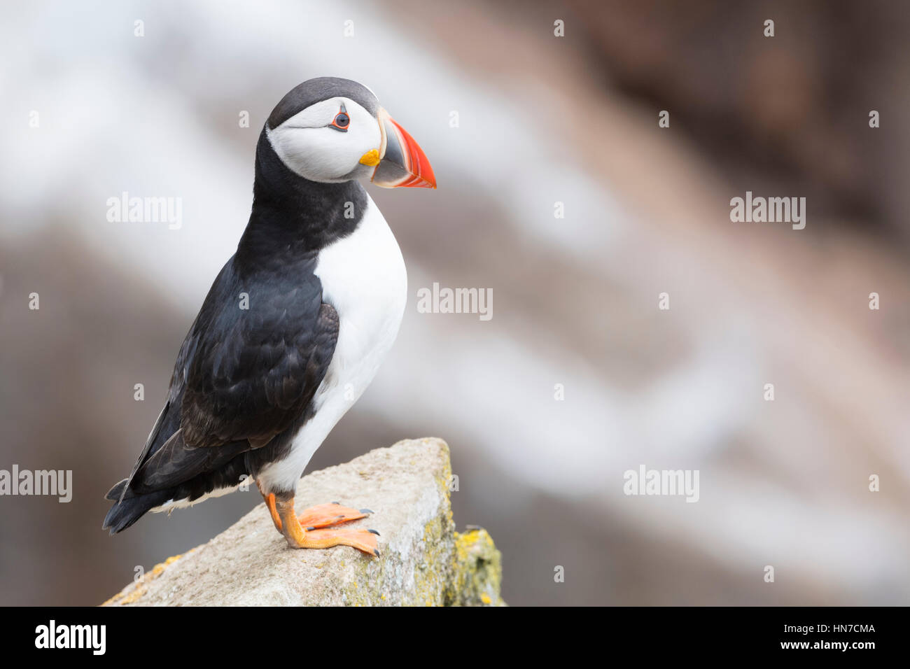 Papageitaucher (Fratercula Arctica) Erwachsenen, stehen auf Felsen der Küste Klippe, große Saltee Saltee Insel, Irland. Stockfoto