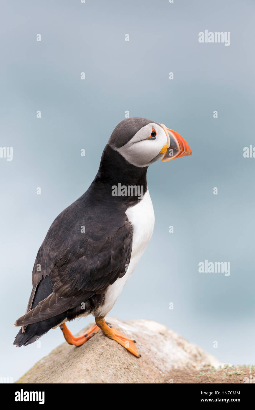 Papageitaucher (Fratercula Arctica) Erwachsenen, stehen auf Felsen der Küste Klippe, große Saltee Saltee Insel, Irland. Stockfoto