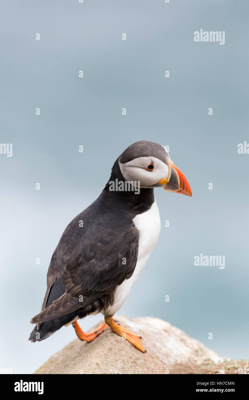 Papageitaucher (Fratercula Arctica) Erwachsenen, stehen auf Felsen der Küste Klippe, große Saltee Saltee Insel, Irland. Stockfoto