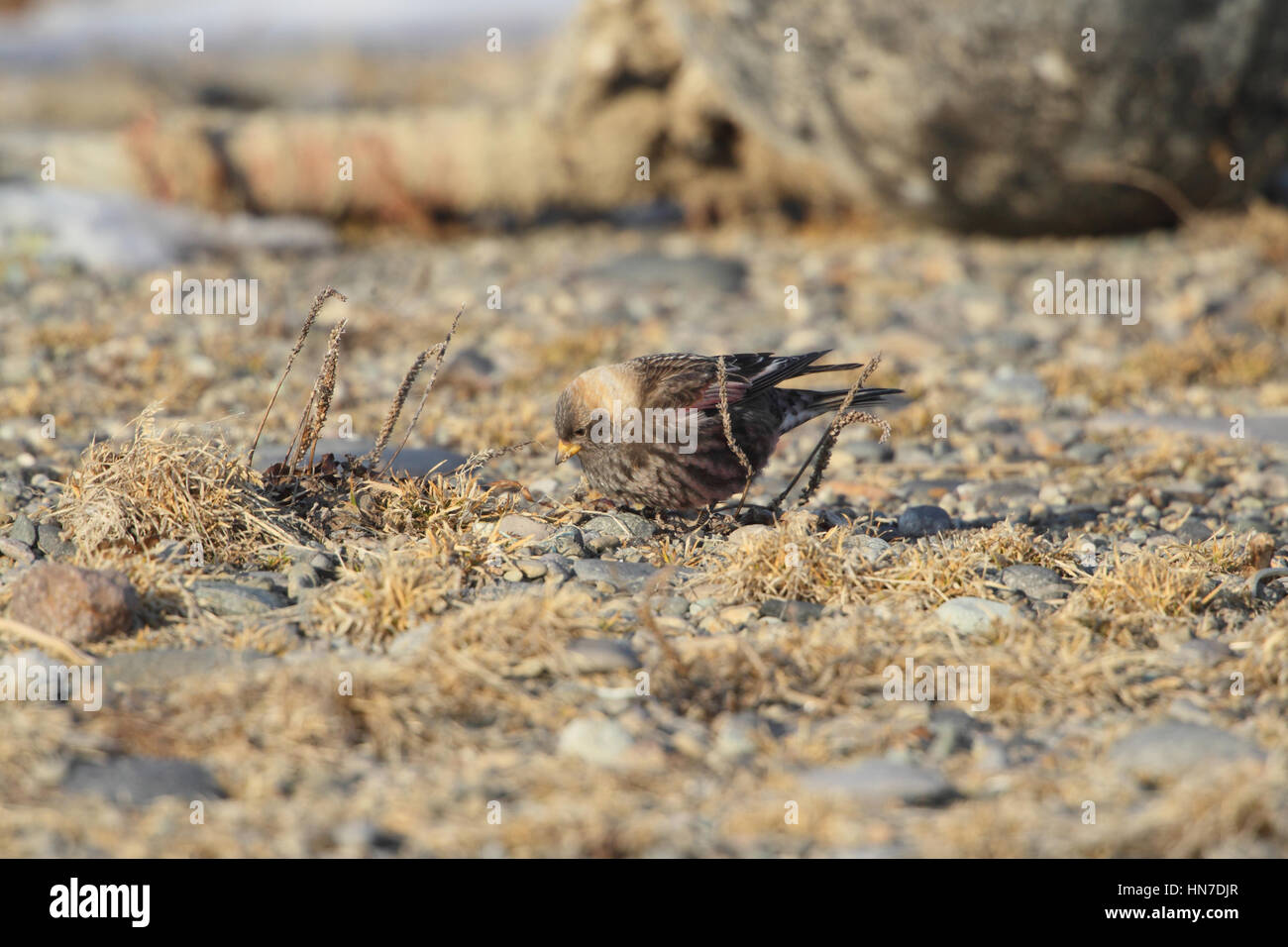 Männliche asiatische rosig-Fink (Leucosticte Arctoa), ein Samen fressenden Vogel Fütterung auf steinigen Boden in überwinternden Gebiet auf der Insel Küste von Hokkaido, Japan Stockfoto