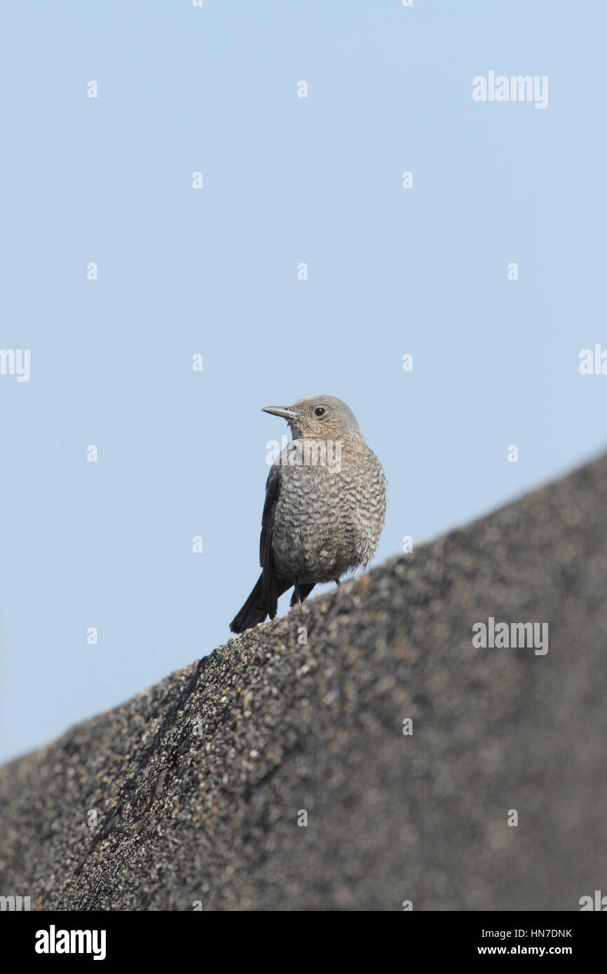 Weibliche Blue Rock Soor (Monticola Solitarius Philippensis), thront auf einem konkreten Hafenmauer vor blauem Himmel, in Kyushu, Japan Stockfoto