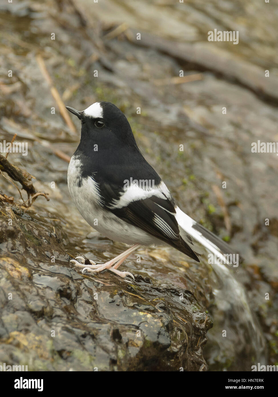 Kleine Widłogon (Enicurus Scouleri) in Uttarakhand, Indien. Stockfoto