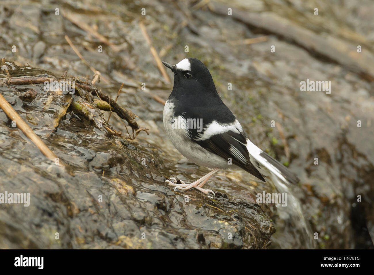 Kleine Widłogon (Enicurus Scouleri) in Uttarakhand, Indien. Stockfoto