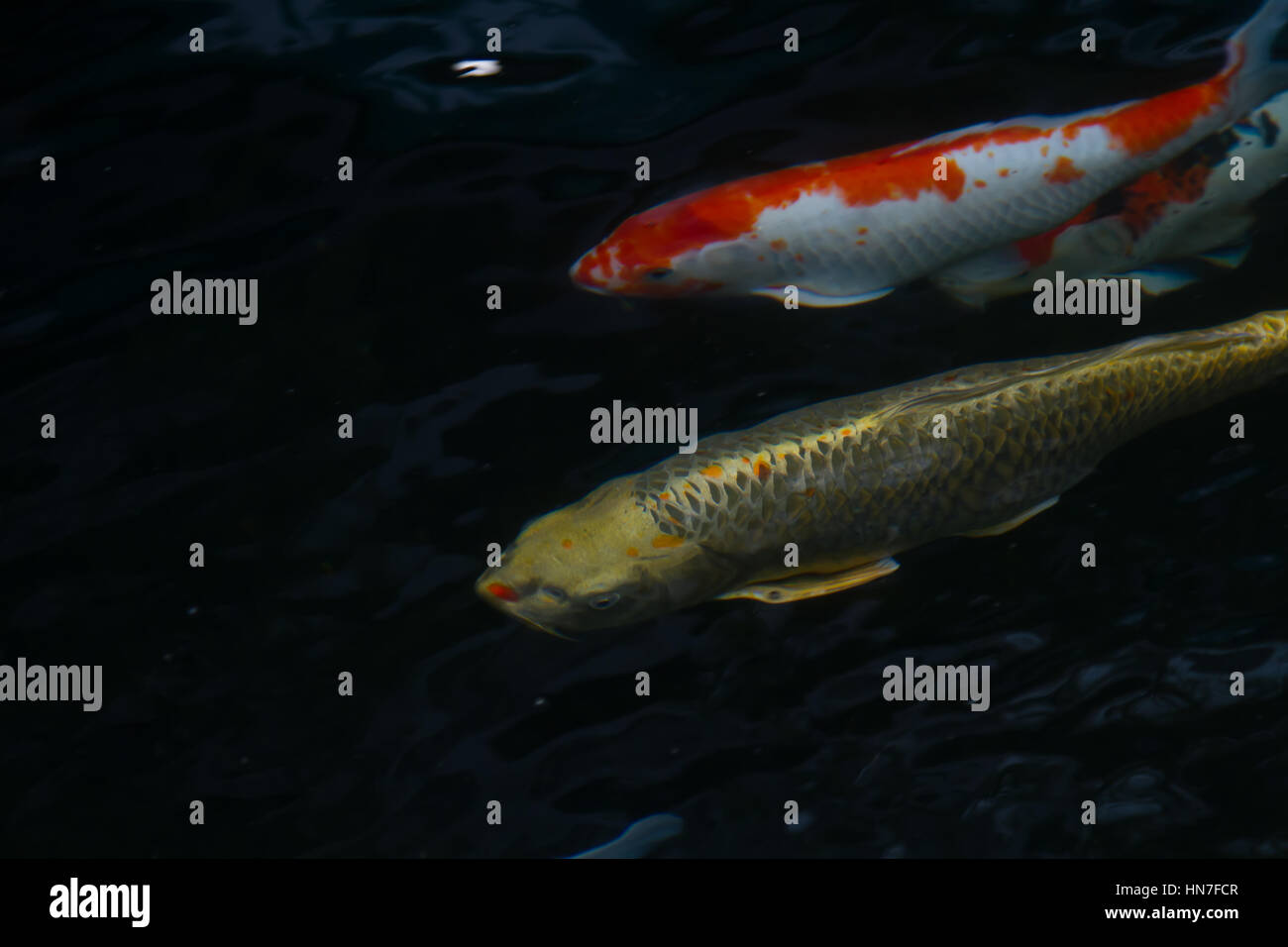 Rufen Sie Japan Fisch Karpfen oder Koi Fische, bunte schwimmend im Teich Stockfoto